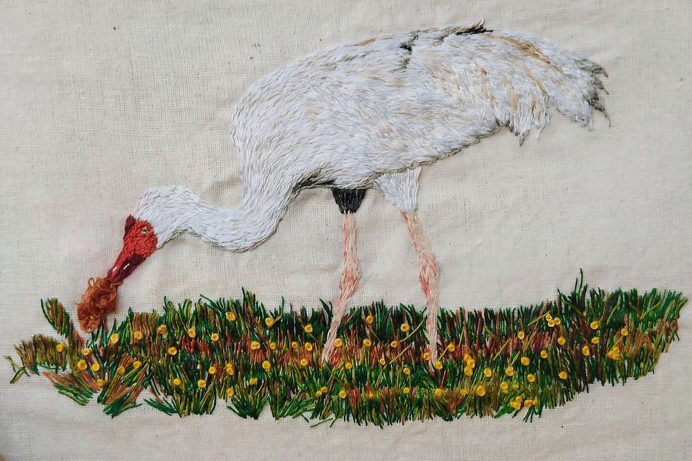 When a Flyway Fell Silent: Omid and the Vanishing Memory of Migration