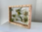 Миниатюра: Air Plant Display Frame - Rectangle