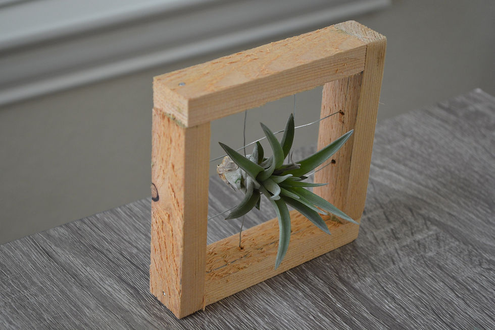 الصورة المصغرة: Rustic Air Plant Display - Small