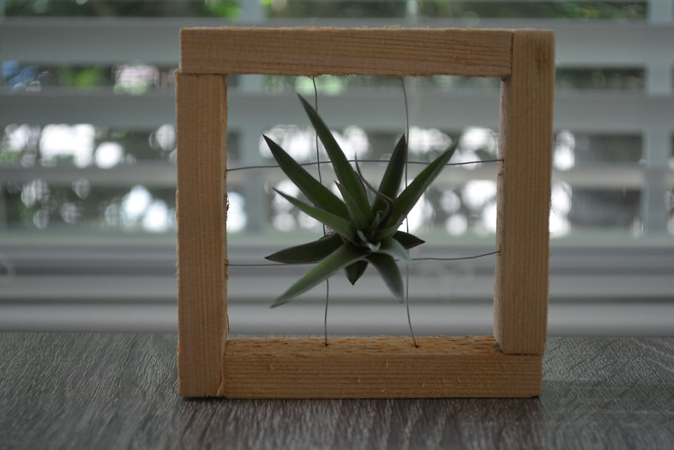 الصورة المصغرة: Rustic Air Plant Display - Small