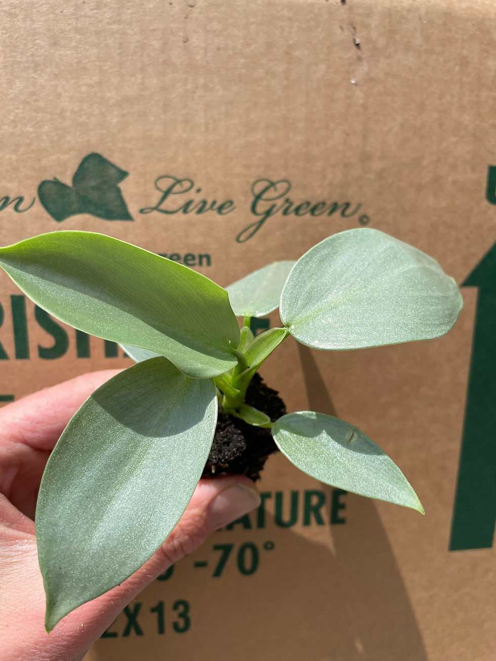 الصورة المصغرة: Philodendron silver sword (hastatum) Starter Plant (ALL STARTER PLANTS require 