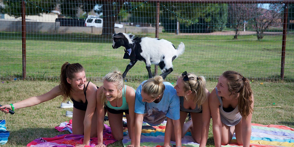 Upstate Goat Yoga, Appalachian Hike and Exploring Beacon!