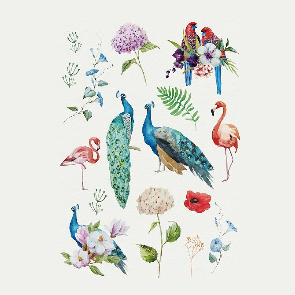 Bird mix | מיקס ציפורים