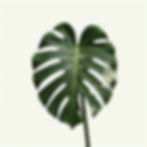 Monstera Albo Variegata