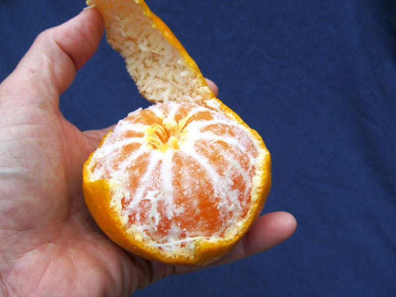 Thumbnail: Brown Select Satsuma