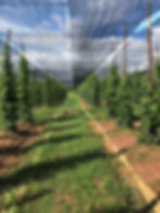 PLANTATION KAMPOT PEPPER ATELIER