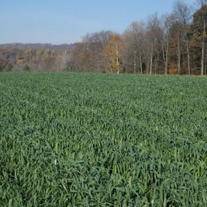 Corn Herbicides and Rotation to Cover Crops