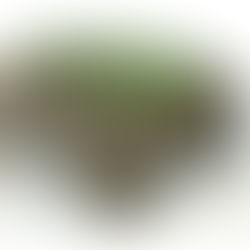 Why mycorrhizae is so important to cover crops