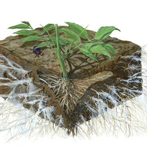 Why mycorrhizae is so important to cover crops