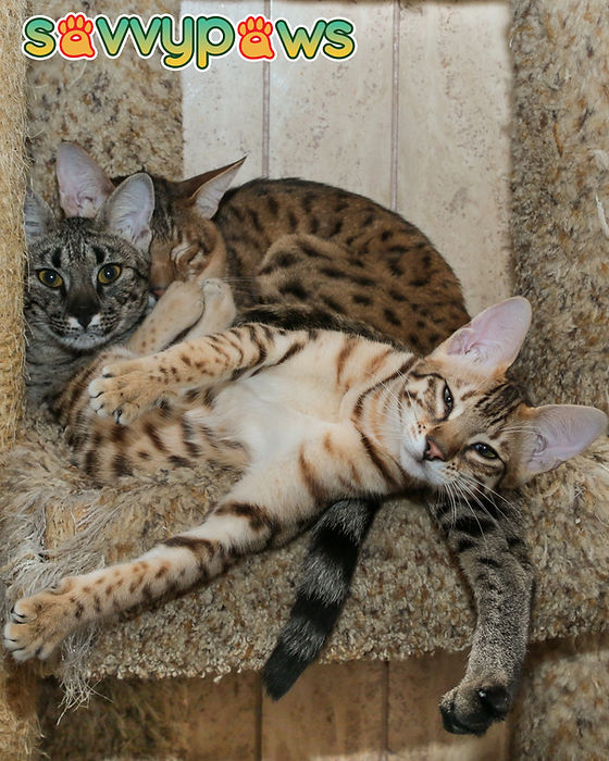Guide To Savannah Cat Generations By Savvy Paws Guide To Savannah Cat Generations By Savvy Paws