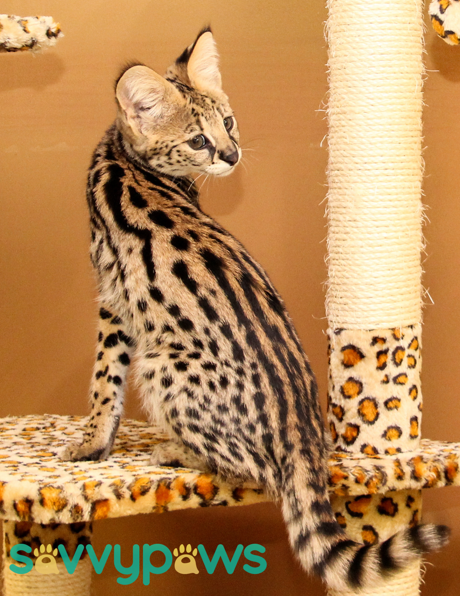 Кот Ашер Фото