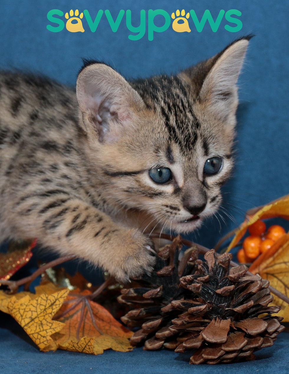 F3 Savannah Kitten