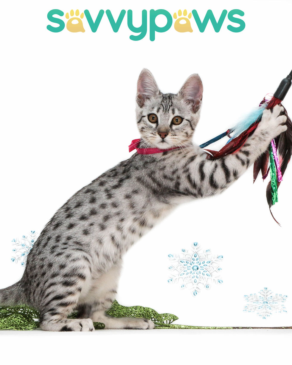 F4 Silver Savannah Kitten