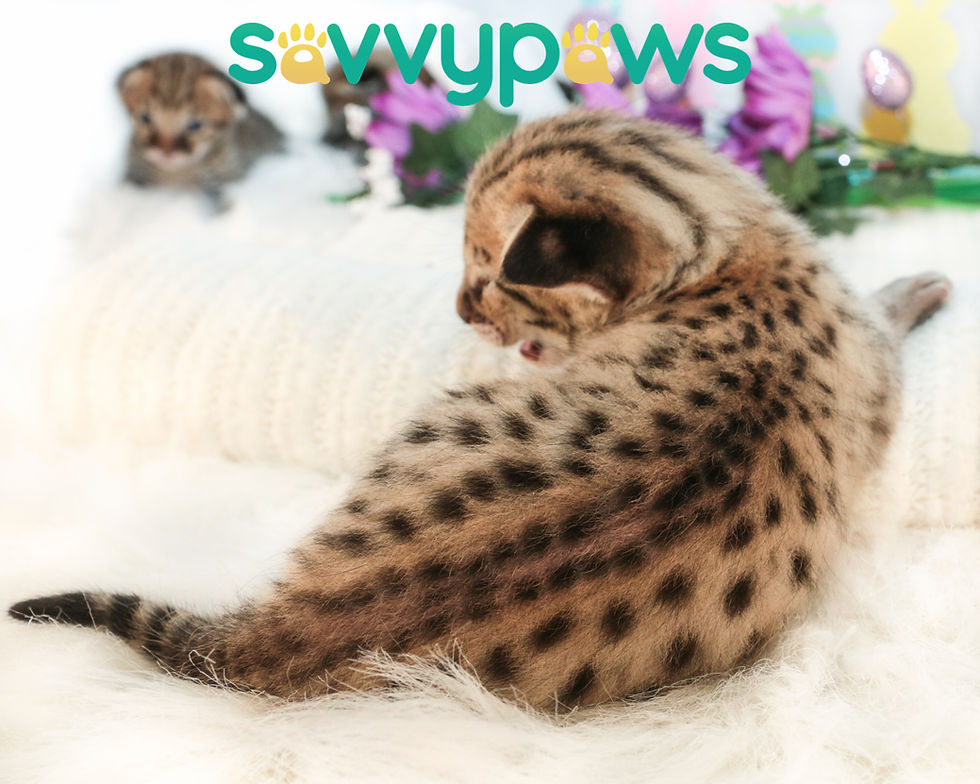 F3 Savannah Kitten