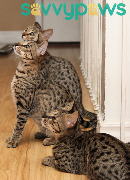 Savannah Kittens Ontario