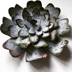 succulant