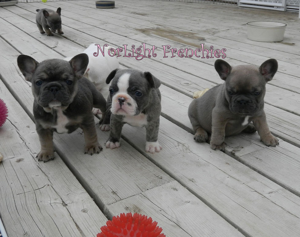 NorLight Frenchies