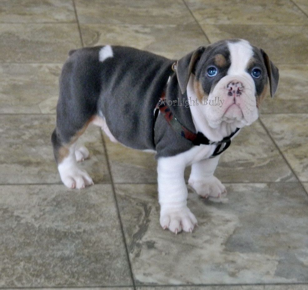 spirited away ootori sama