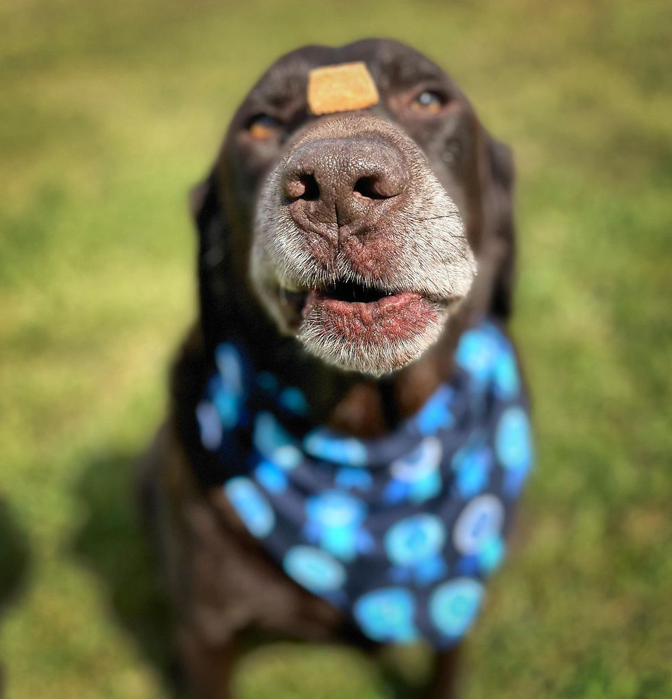 Thumbnail: Bandana: Country Pup