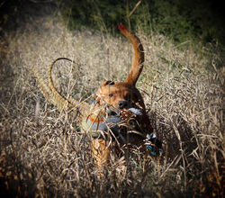 74313906_2685951471425687_1827169187542335488_n