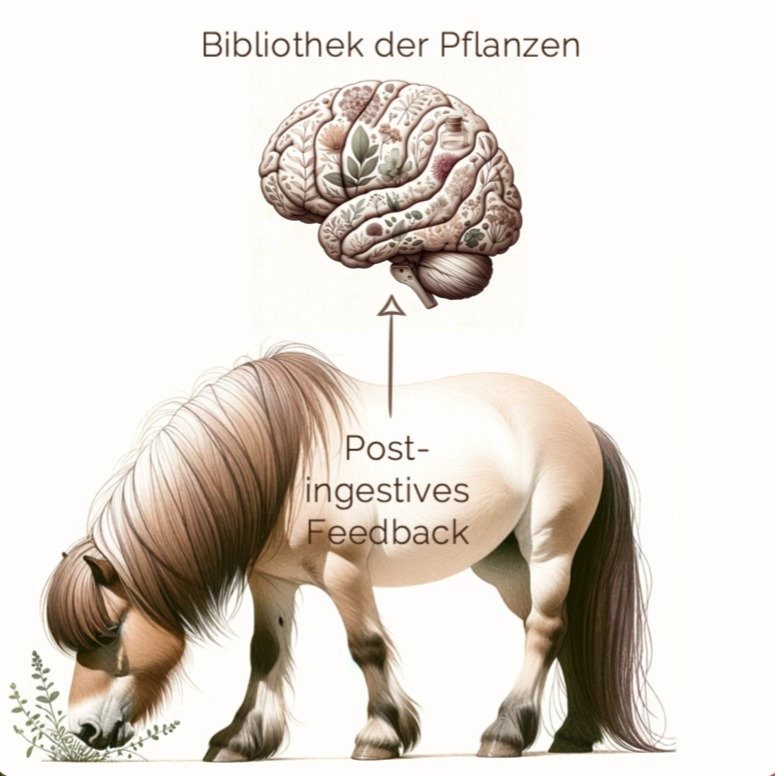 pflanze elefantenfu pflege Elefantenfu Recurvata  vielgrn