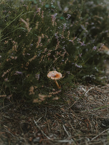 annie-spratt-Q7_zT8cDfbs-unsplash.jpg