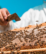 Tecniche-Apistiche_12023.jpg