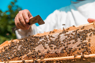 Attività pratica di apicoltura in apiario