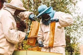 Formazione pratica di nuovi apicoltori in apiario