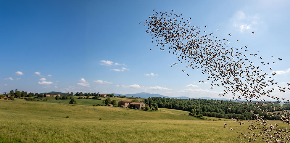 Sciame di api riunito durante la sciamatura