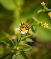 Api raccolte in uno sciame naturale