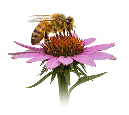 Ape su un fiore durante la raccolta di nettare