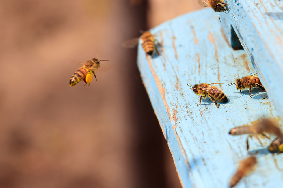 Ape mellifera su un fiore, simbolo dell'apicoltura e della tutela degli impollinatori
