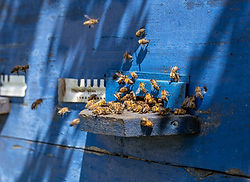 Ape su una fioritura utile agli impollinatori