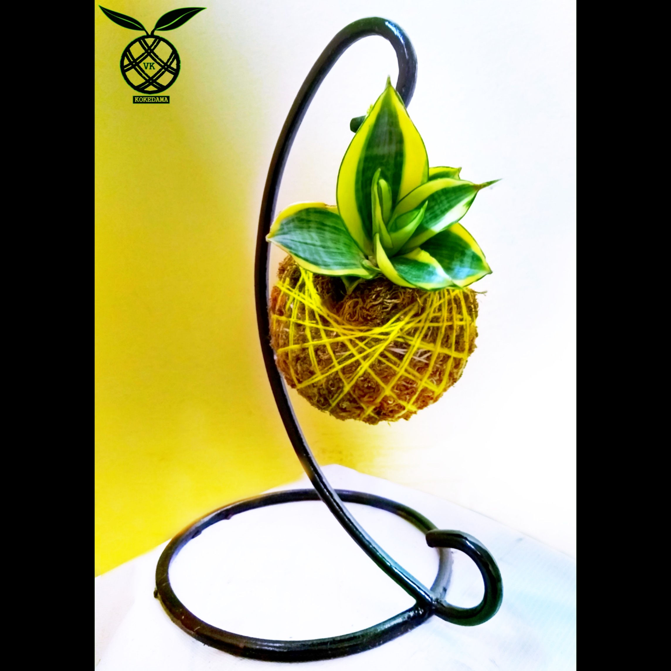 Sensiveria (snake plant) with stand
