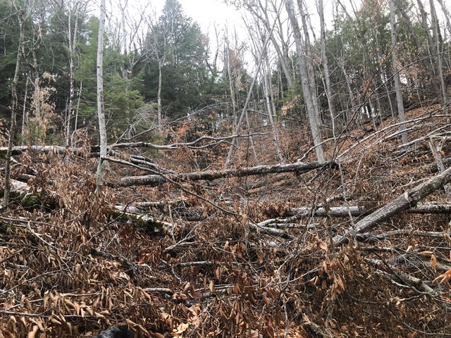 — Aftermath of a small windshear event on East Rattlesnake Mountain in Sandwich, NH. Sometimes whole forests are leveled and scattered. Photo: Richard Knox
