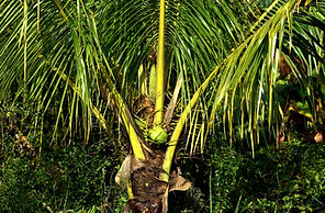 coconut tree growing strong