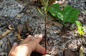 Avocado seedling tree planted