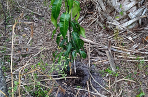 mango tree planted