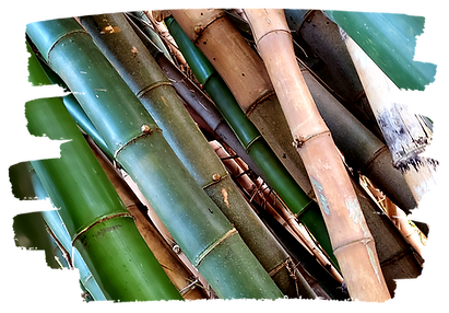 growing bamboo in florida
