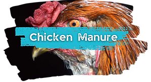 chicken manure for the garden