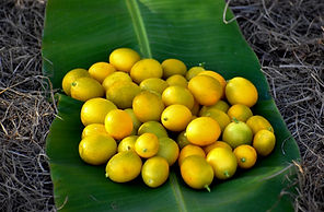 fresh harvest fruit