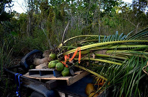 coconut tree
