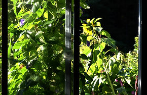 gardening on the homestead