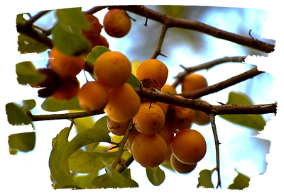 foraging for wild food