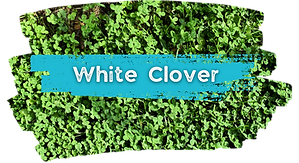 white clover for the garden and compost