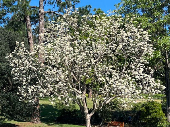 White Jacaranda Jacaranda mimosifolia Alba full tree Perth garden