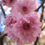 Thumbnail: Double Flowering Plum Flowers