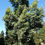 Thumbnail: Elaeocarpus reticulatus ‘Prima Donna’ Tree