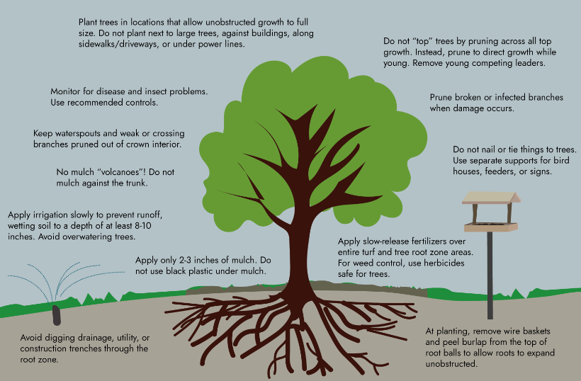 Tree maintenance tips